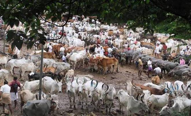 ವಧೆಗಾಗಿ ಜಾನುವಾರು ಮಾರಾಟ ನಿಷೇಧ ತೆರವು: ಪ್ರಾಣಿಗಳ ಮೇಲಿನ ಹಿಂಸೆ ತಡೆ ಕಾಯ್ದೆಗೆ ತಿದ್ದುಪಡಿ